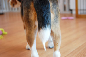 犬 しっぽ 写真