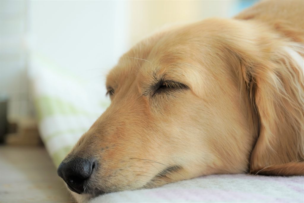 昼寝中のミニチュアダックスフンド