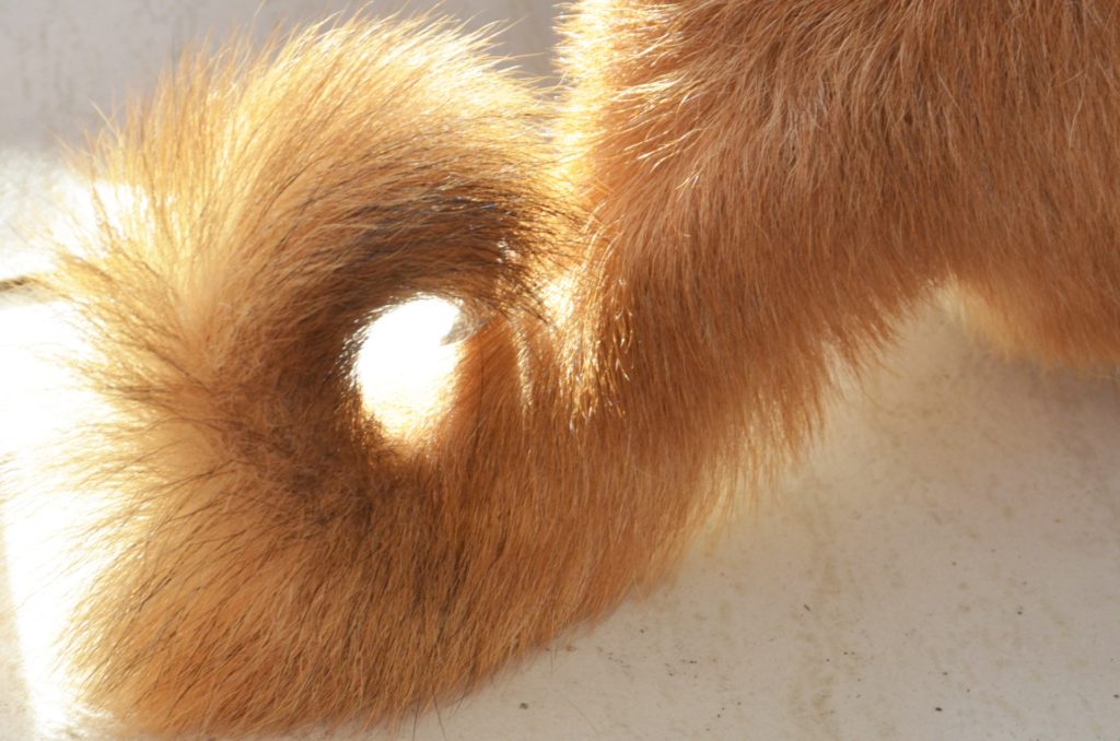dog
tail
photo