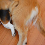 dog_tail3_photo