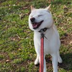 柴犬　散歩　写真